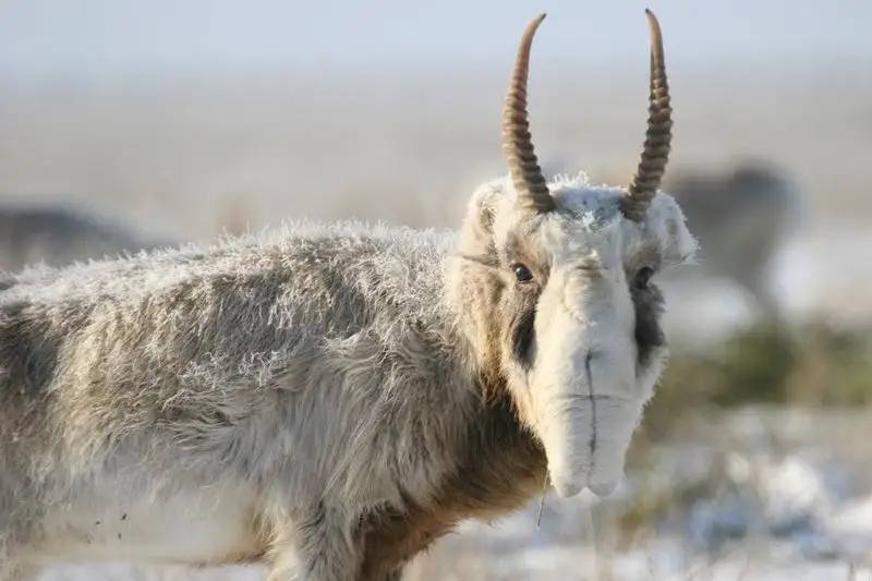 Природоохранная полиция в Павлодарской области начала защиту сайгаков
