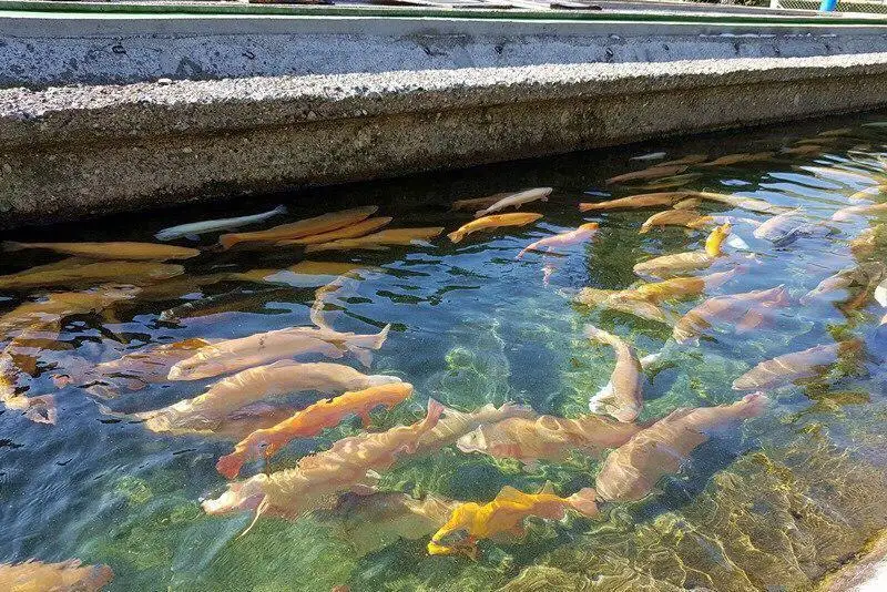 Комплекс по выращиванию форели строят в Акмолинской области