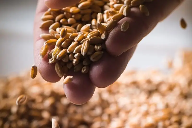 О высоком качестве зерна урожая этого года заявил аким СКО