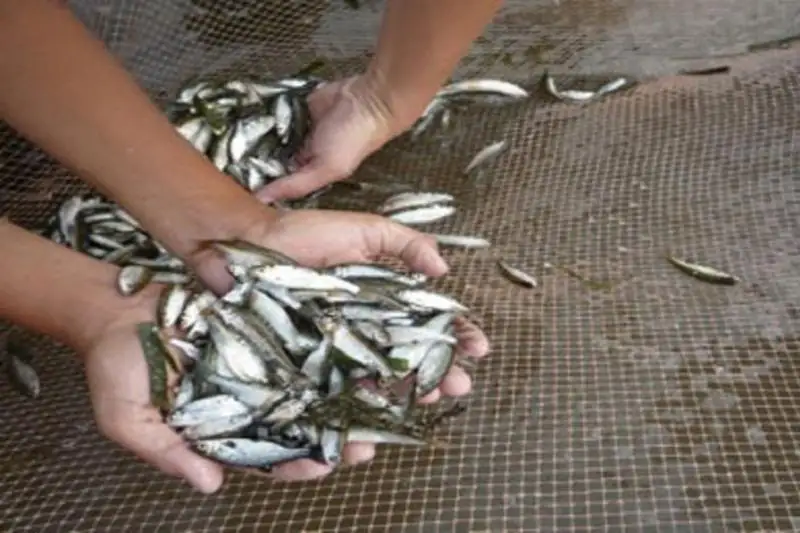 Молодь рыбы спасают на водоемах ЗКО