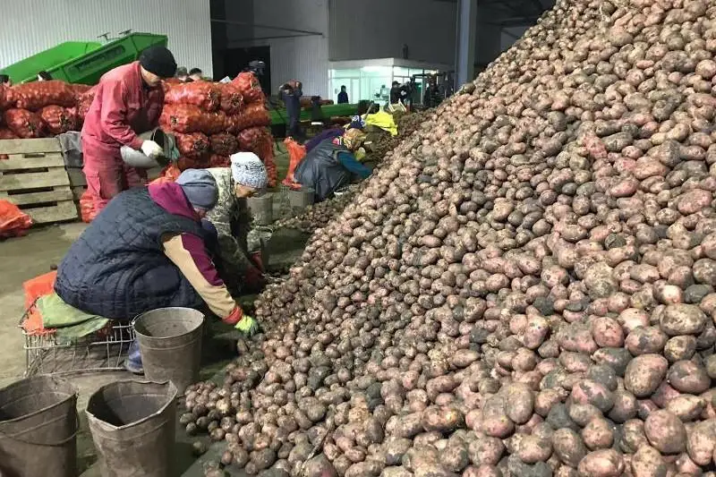 1400 тонн картофеля заложат в стабилизационный фонд Актобе