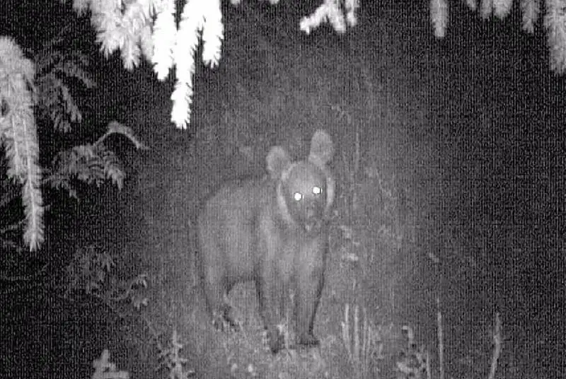 Краснокнижный медведь попал в фотоловушку в Аксайском ущелье