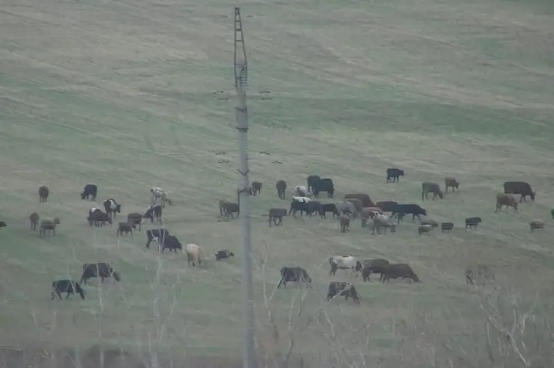 Костанайские полицейские нашли пропавших овец с помощью дрона