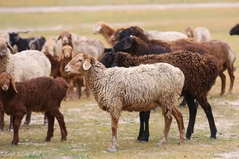 30% казахстанской баранины экспортируется из Жамбылской области