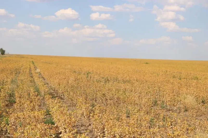 Почти 30 тысяч гектаров сельхозугодий вернули государству в районе ЗКО
