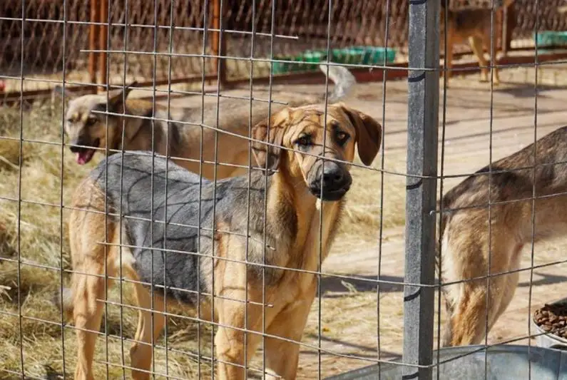 «Ужесточение» отлова животных в столице – акимат дал разъяснение