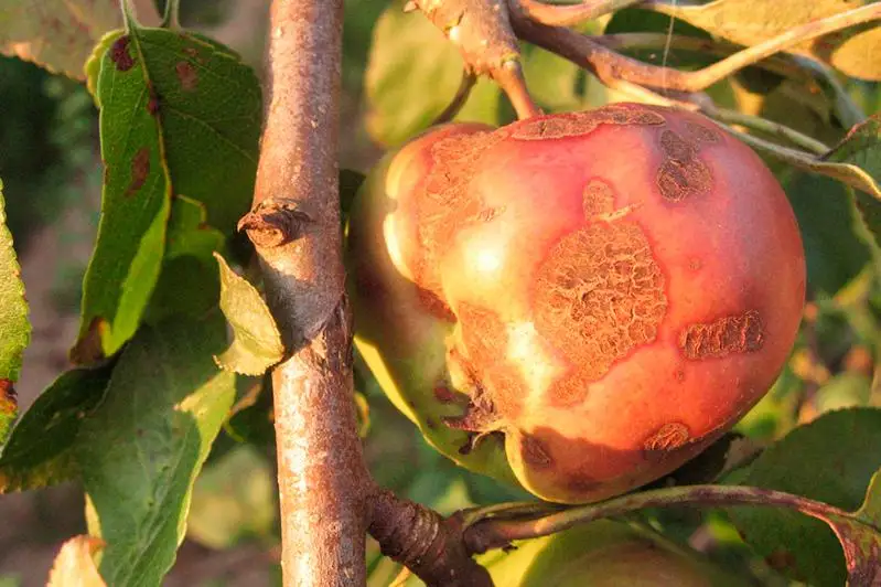 Государство компенсирует садоводам часть затрат в случае опасной болезни плодовых – МСХ РК