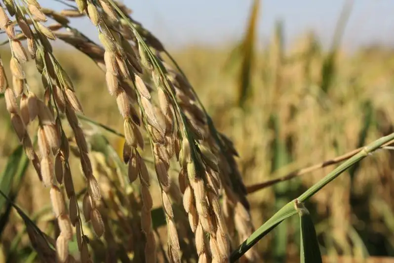 Кызылординские аграрии установили новый рекорд по сбору урожая риса