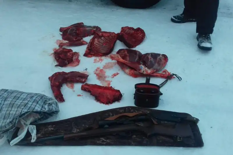 За баранину пытался выдать изъятое мясо браконьер в СКО