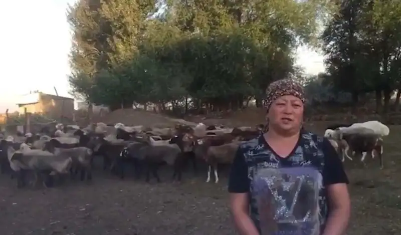 Стадо из 122 овец украли у жителя Жамбылской области