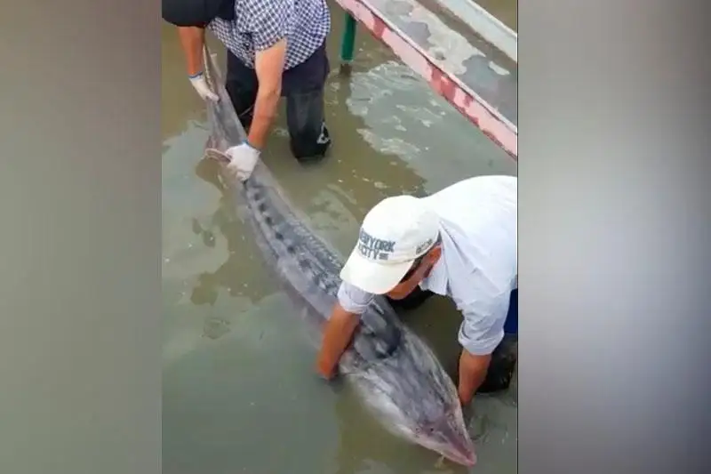 Белугу весом в 118 кг выловили рыбаки в Атырау