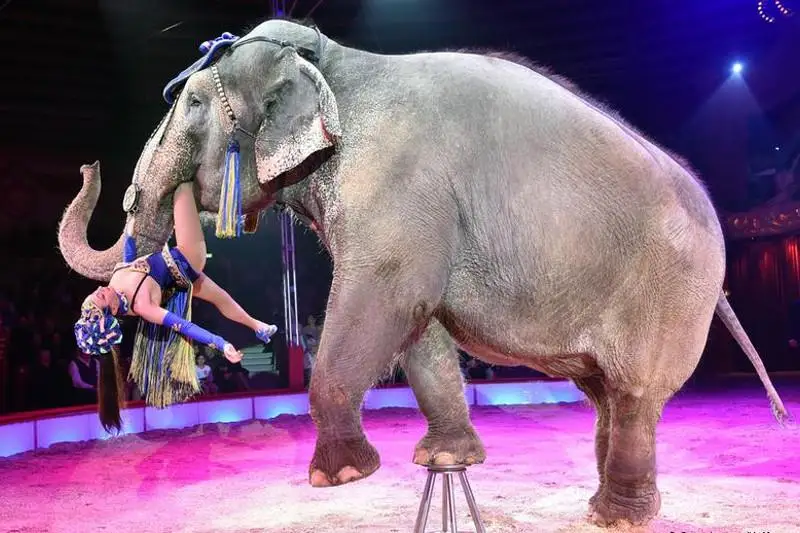 Запрещена продажа африканских слонов в зоопарки и цирки