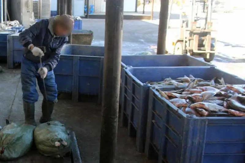 Более полутонны контрабандной рыбы изъяли в ВКО