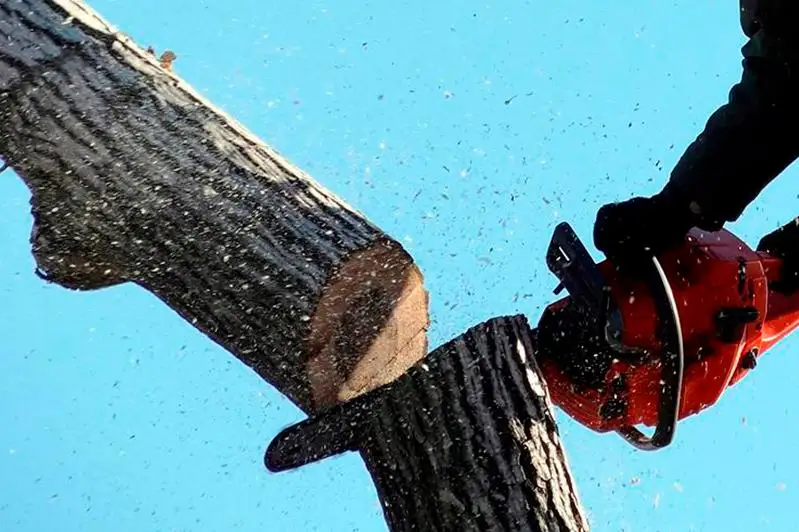 Вопрос по незаконному  сносу деревьев подняли в Алматы