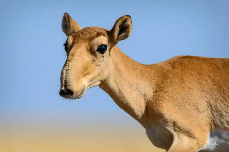 Акция «Сайгак» стартует в Павлодарской области