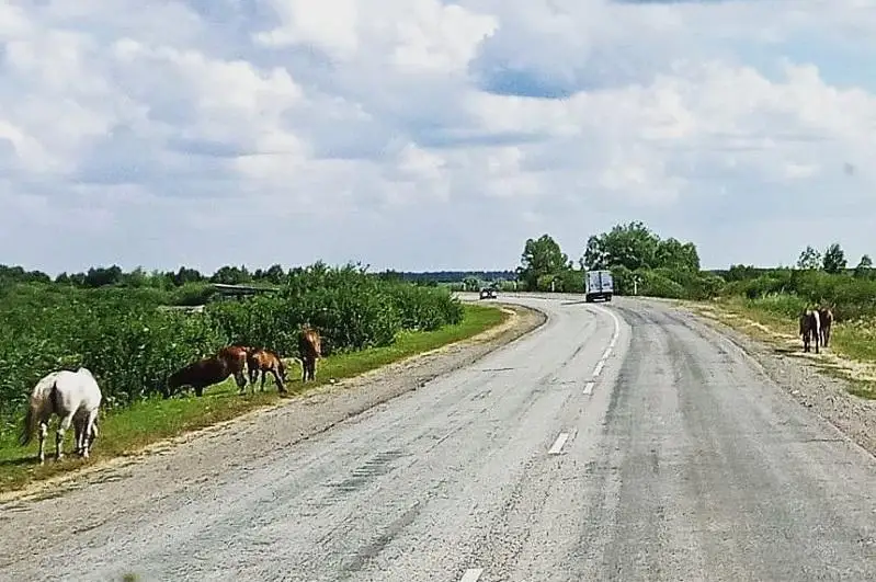 За бродячий скот будут штрафовать жителей СКО