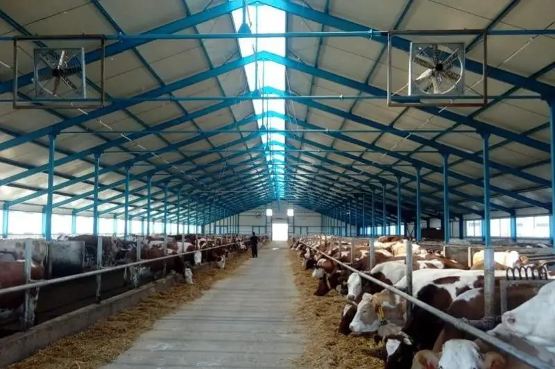 Производство мяса и молока увеличилось в Карагандинской области