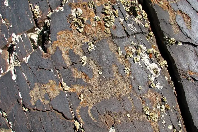 Неизвестные ранее петроглифы помог отыскать жамбылским историкам корреспондент Казинформа