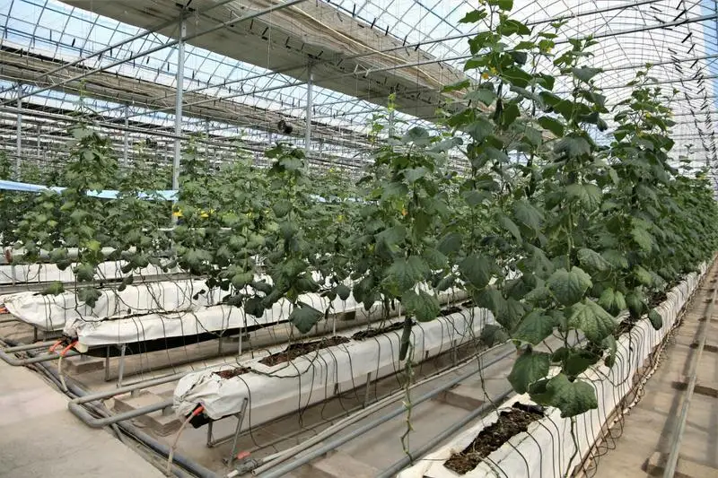 Депутат предложил помочь тепличным хозяйствам во время карантина