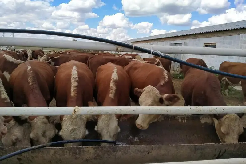 Откормочная площадка на три тысячи голов КРС открылась в ЗКО