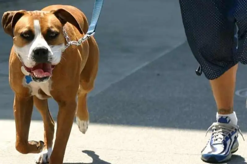 Правила содержания и выгула собак разъяснили в Павлодаре