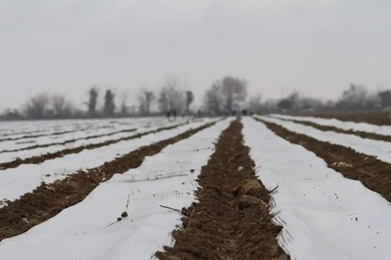 Посев капусты начали аграрии Туркестанской области
