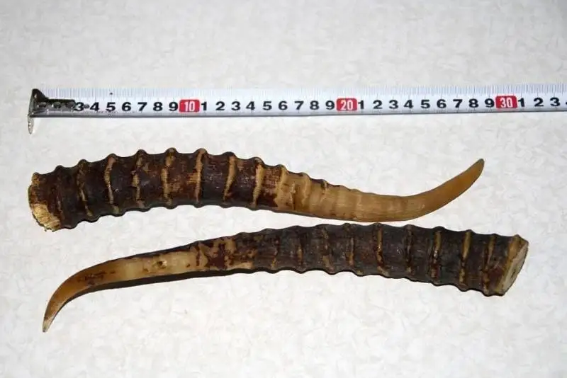 С рогами сайгака задержали россиянина на границе в Атырауской области