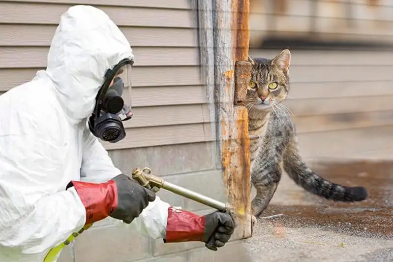 Средства для дезинфекции безопасны для людей и животных - акимат Нур-Султана