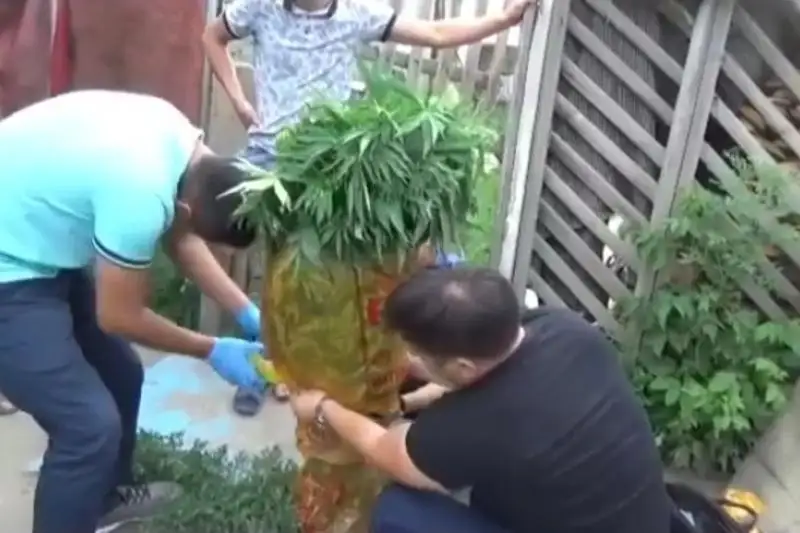 Теплицу по выращиванию конопли обнаружили в Семее