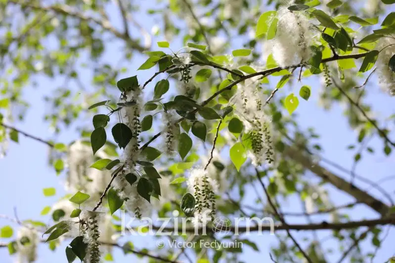 Не надо создавать из тополиного пуха монстра - биолог Татьяна Пономарёва из Павлодара