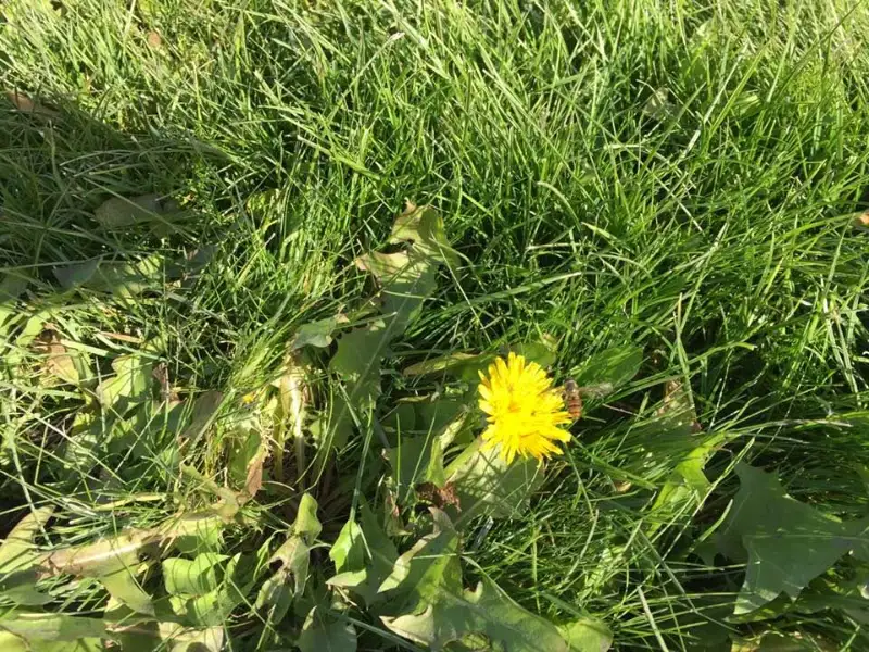 В Таразе зацвели одуванчики