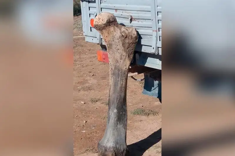 Огромную кость доисторического животного обнаружили в Атырауской области