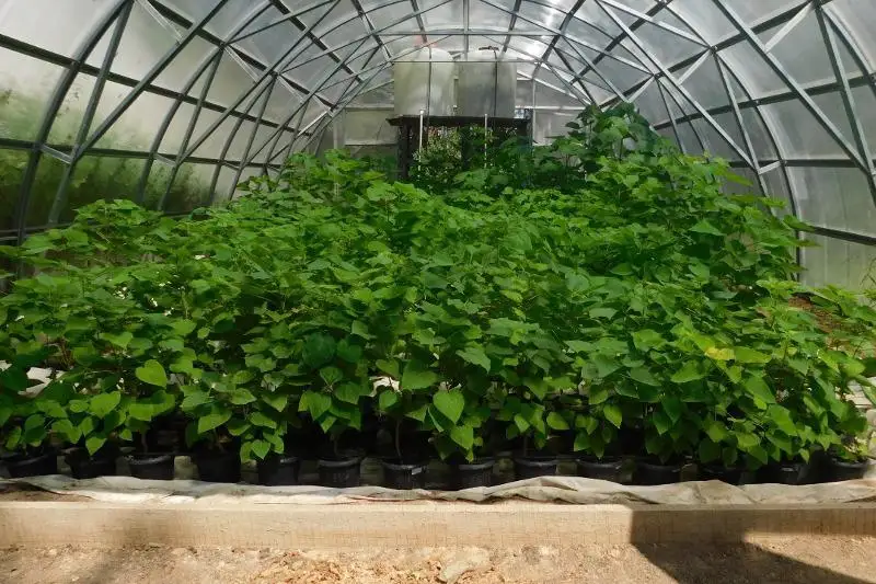 Питомник по выращиванию районированных саженцев работает в Жезказгане