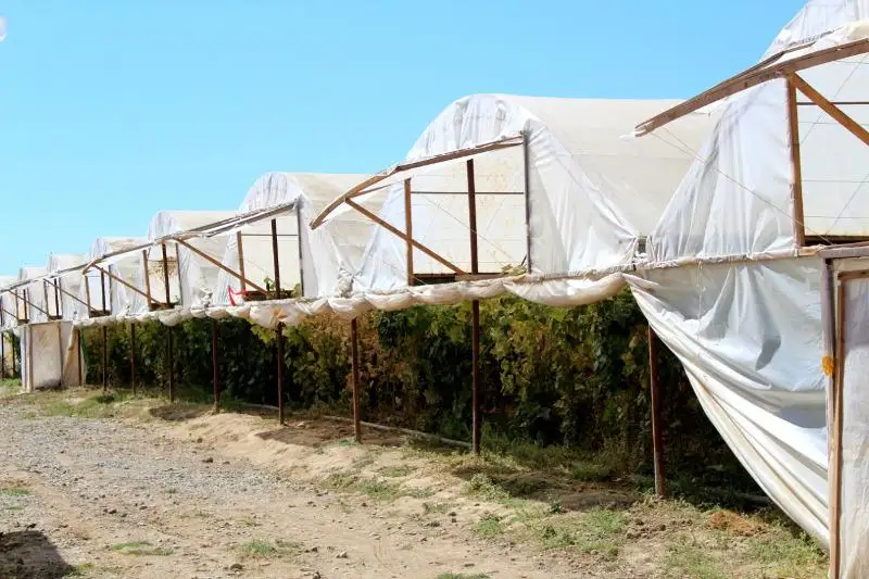 Тепличную зону создали в Ордабасинском районе Туркестанской области