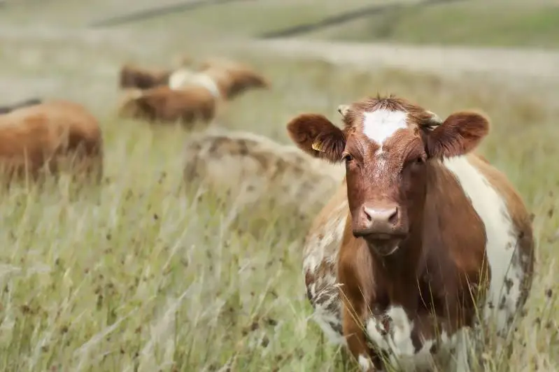 Двое жителей Актюбинской области украли 10 голов КРС