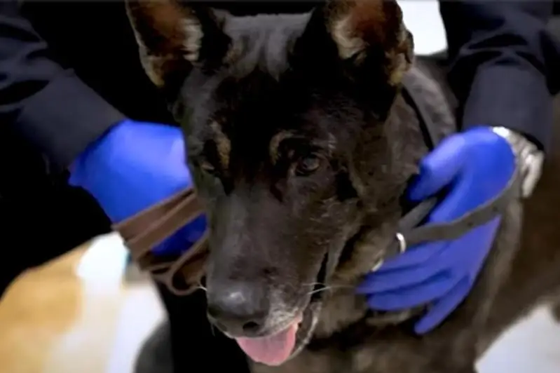 Собаки помогают выявлять инфицированных коронавирусом пассажиров в аэропортах ОАЭ