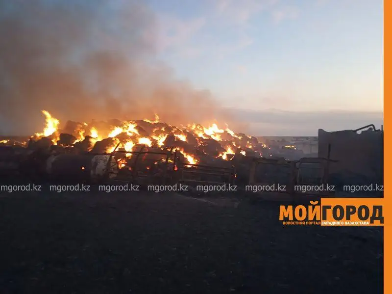 Крупный пожар в ЗКО: погибло более 100 голов скота