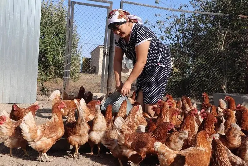 Более 5 тысяч голов домашней птицы закупили жители Жанибекского района ЗКО
