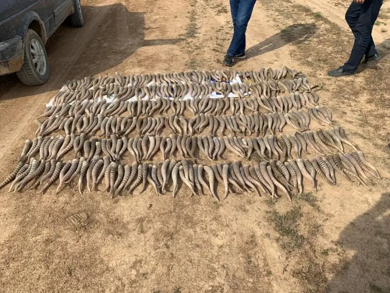 Около 600 рогов сайги изъяли у браконьеров в ЗКО
