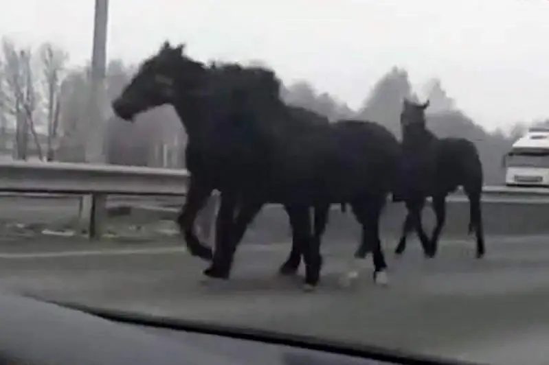 12 лошадей сбил водитель грузовика в СКО