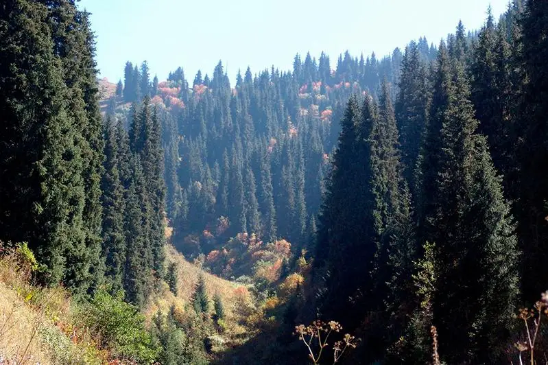 Площадь погибающего леса увеличилась в Северо-Казахстанской области