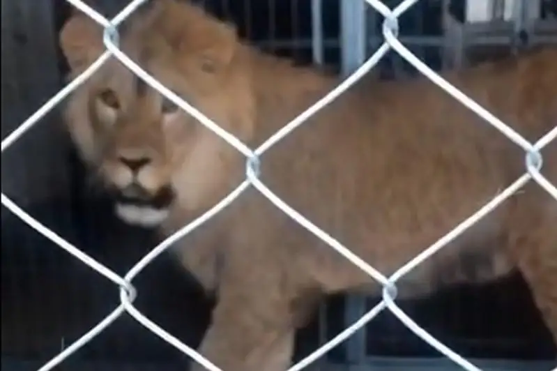 Льва Симбу из Актау увезут в алматинский зоопарк