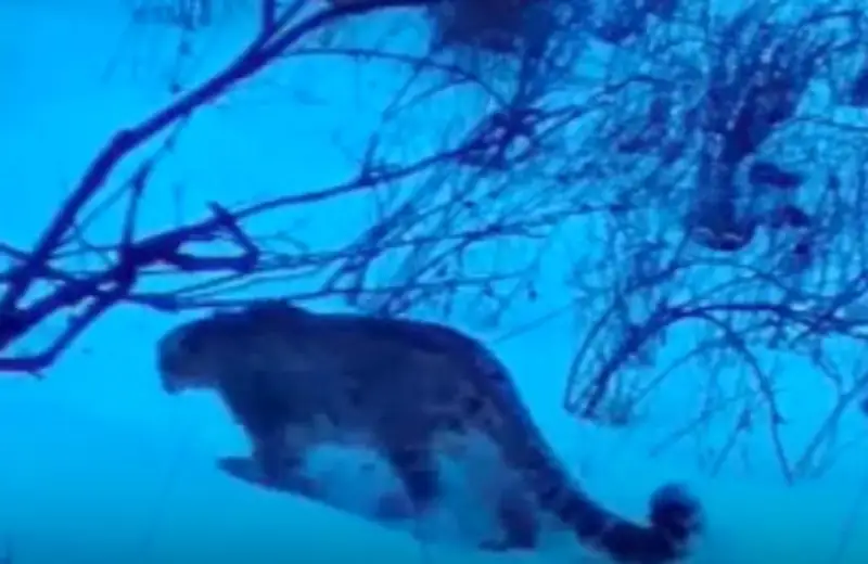 Снежный барс впервые попал на видео в Жамбылской области
