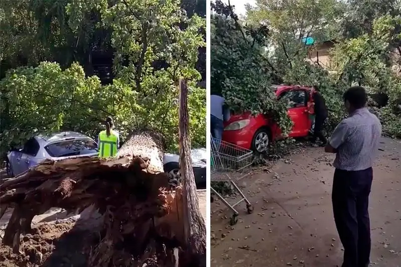 Упавшее дерево повредило 4 автомашины в Алматы
