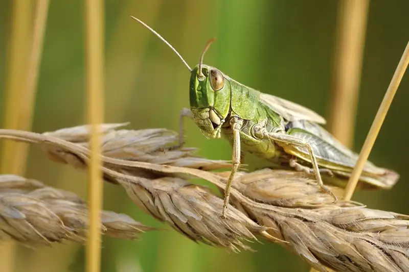 Химическую обработку против саранчи завершили в двух регионах Казахстана