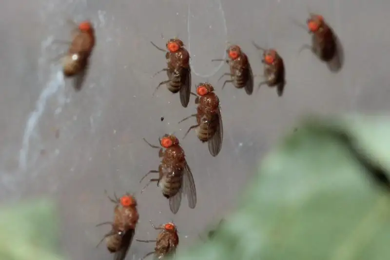 Ввести карантин в двух сельских округах планируют в Атырауской области из-за насекомых-вредителей