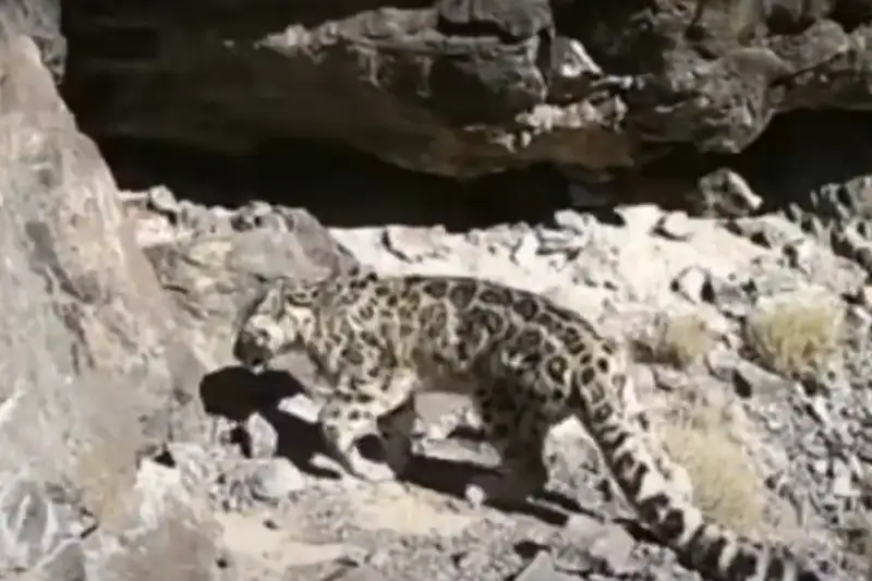 Снежный барс вновь попал в объектив фотоловушки в Алматинской области