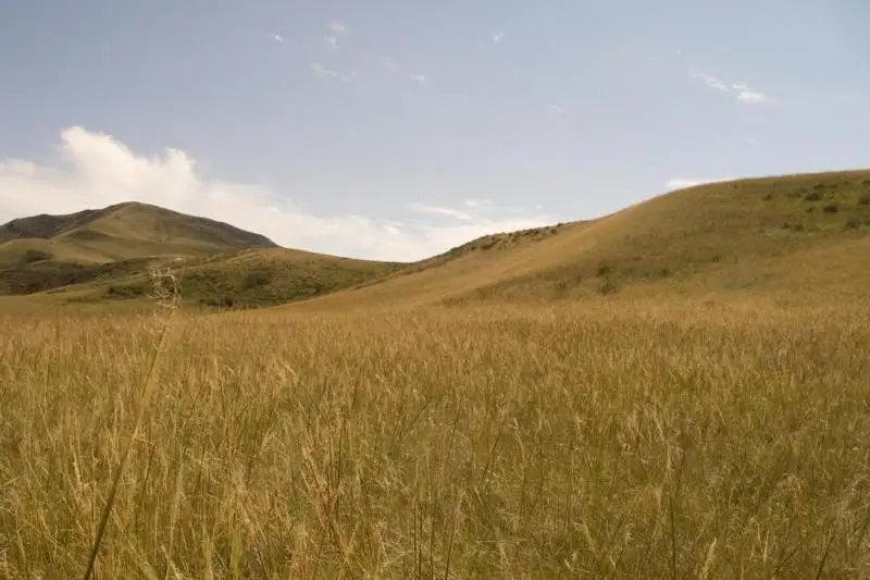 Пропавшего в степи мужчину ищут в Атырауской области