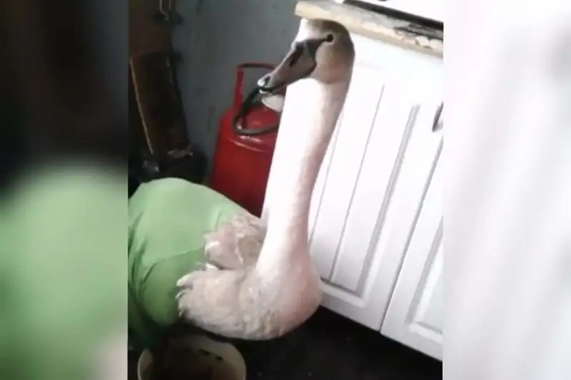 Полиция Павлодарской области разыскивает злоумышленников, отстреливших девять лебедей