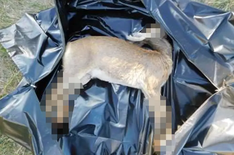 Браконьеры устроили погоню на машинах за косулей в СКО